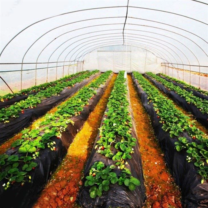 Vaulted tunnel greenhouse pe plastic tunnel greenhouse_yyt